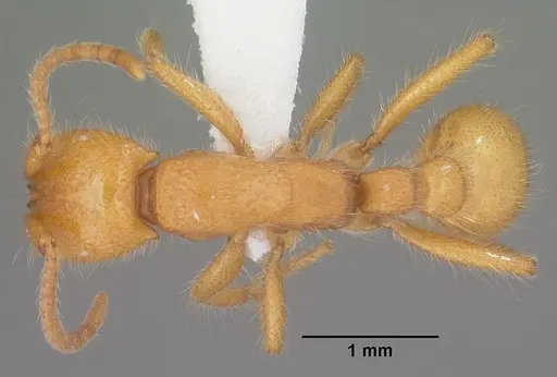 Neivamyrmex harrisii specimen CASENT0102765 image casent0102765_1