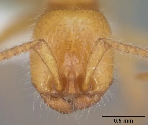 Neivamyrmex harrisii specimen CASENT0102765 image casent0102765_2