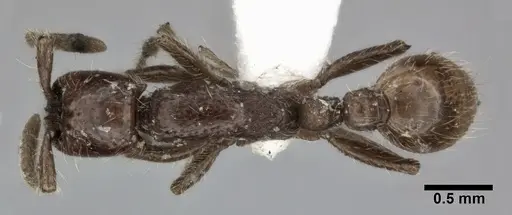 Neivamyrmex harrisii specimen CASENT0246011 image casent0246011_1