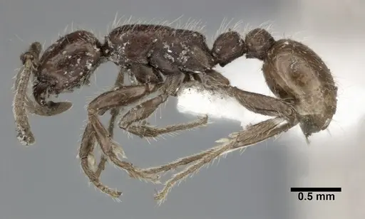 Neivamyrmex harrisii specimen CASENT0246011 image casent0246011_3