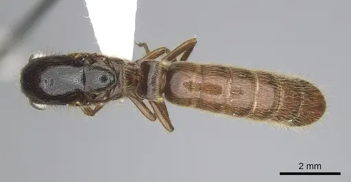Neivamyrmex harrisii specimen CASENT0249487 image casent0249487_1