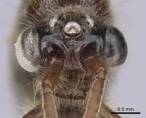 Neivamyrmex harrisii specimen CASENT0249487 image casent0249487_2