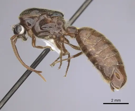 Neivamyrmex harrisii specimen CASENT0249487 image casent0249487_3