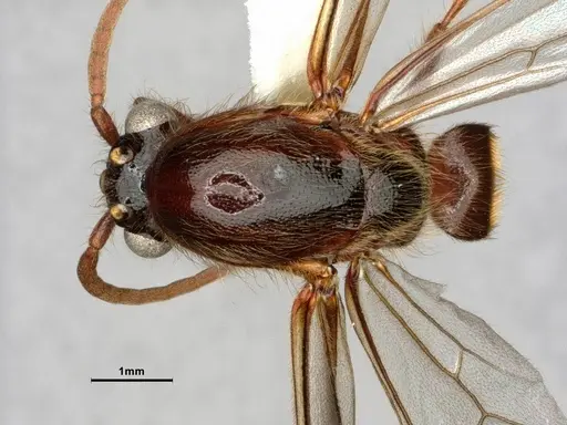 Neivamyrmex harrisii specimen CASENT0843624 image casent0843624_1