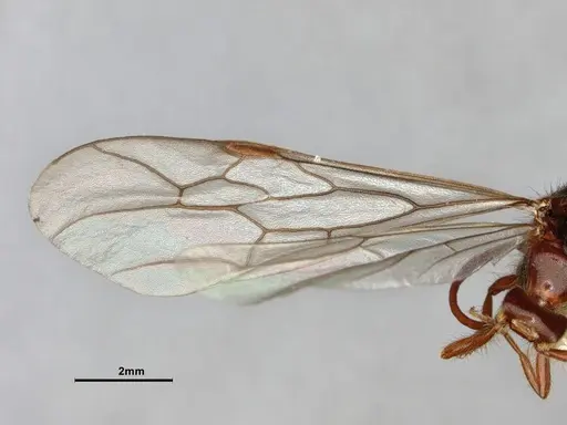 Neivamyrmex harrisii specimen CASENT0843624 image casent0843624_2