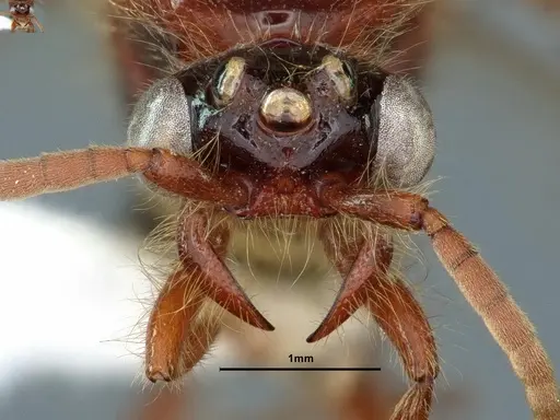 Neivamyrmex harrisii specimen CASENT0843624 image casent0843624_3