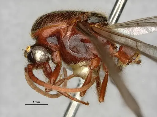 Neivamyrmex harrisii specimen CASENT0843624 image casent0843624_4
