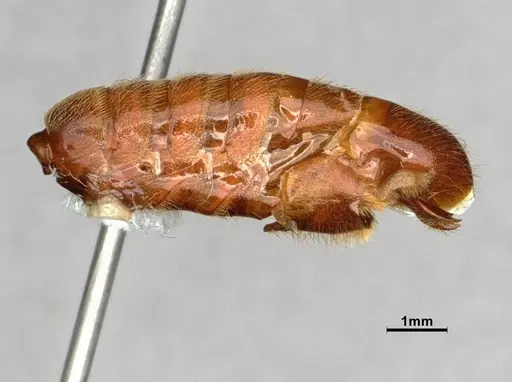 Neivamyrmex harrisii specimen CASENT0843624 image casent0843624_5