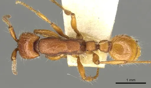 Neivamyrmex harrisii specimen CASENT0902637 image casent0902637_1