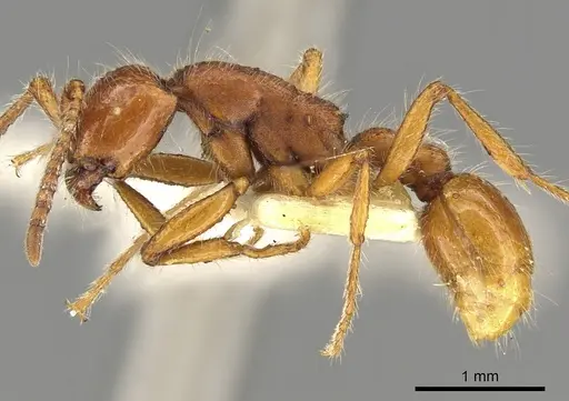 Neivamyrmex harrisii specimen CASENT0902637 image casent0902637_3