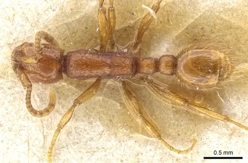 Neivamyrmex harrisii specimen CASENT0903729 image casent0903729_1
