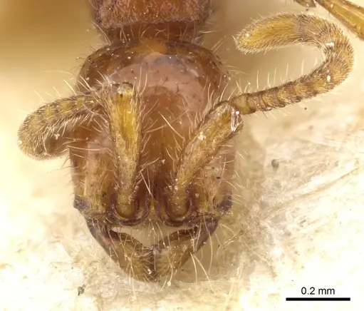 Neivamyrmex harrisii specimen CASENT0903729 image casent0903729_2