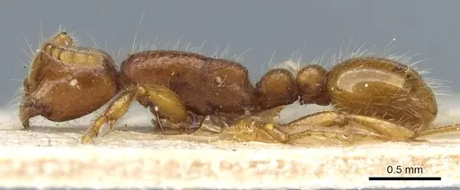 Neivamyrmex harrisii specimen CASENT0903729 image casent0903729_3