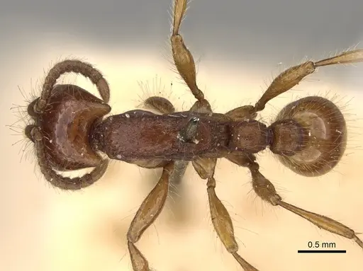 Neivamyrmex hetschkoi specimen CASENT0281952 image casent0281952_1