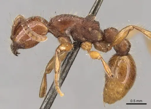Neivamyrmex hetschkoi specimen CASENT0281952 image casent0281952_3