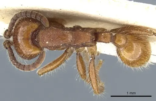 Neivamyrmex hetschkoi specimen CASENT0903731 image casent0903731_1