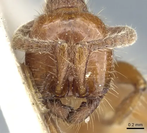 Neivamyrmex hetschkoi specimen CASENT0903731 image casent0903731_2