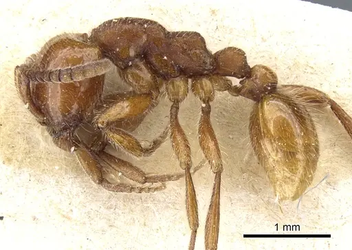 Neivamyrmex hetschkoi specimen CASENT0903731 image casent0903731_3