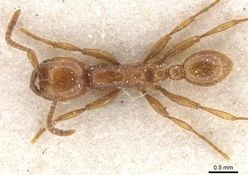 Neivamyrmex hetschkoi specimen CASENT0911399 image casent0911399_1