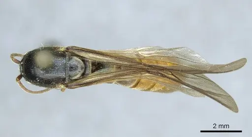 Neivamyrmex hetschkoi specimen CASENT0915858 image casent0915858_1