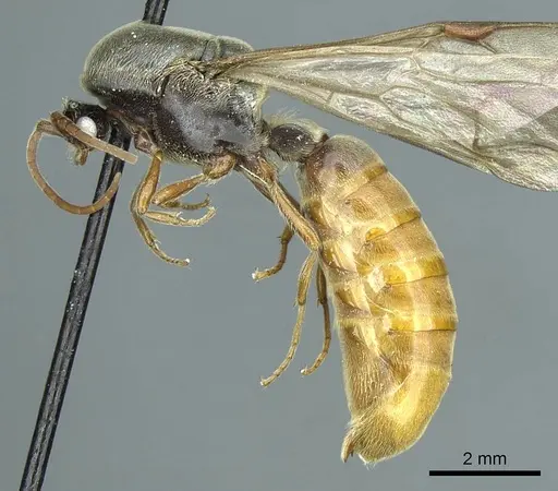Neivamyrmex hetschkoi specimen CASENT0915858 image casent0915858_3