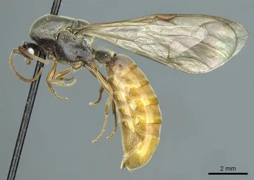 Neivamyrmex hetschkoi specimen CASENT0915858 image casent0915858_4