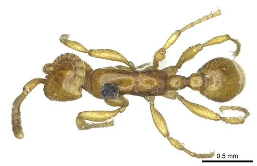 Neivamyrmex hetschkoi specimen CASENT0915859 image casent0915859_1