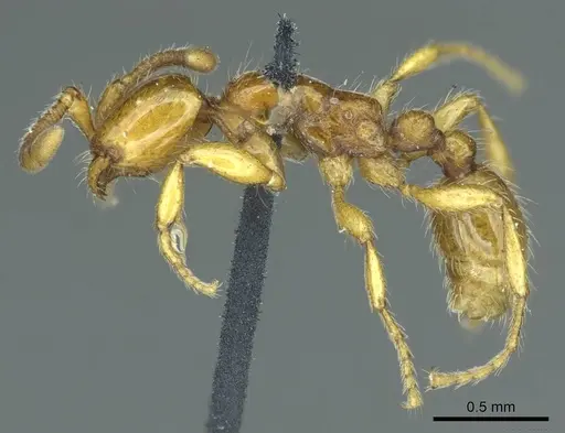 Neivamyrmex hetschkoi specimen CASENT0915859 image casent0915859_3