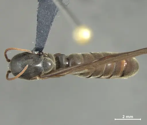 Neivamyrmex hetschkoi specimen DZUP549838 image dzup549838_1