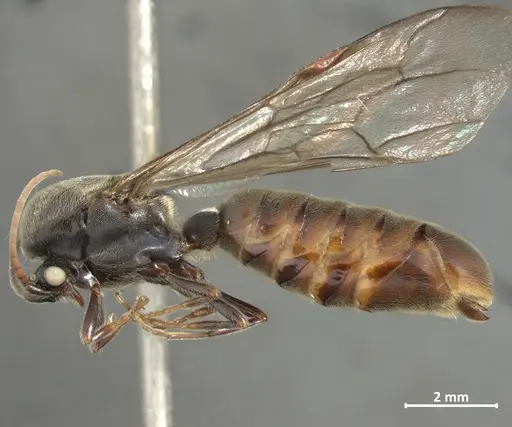 Neivamyrmex hetschkoi specimen DZUP549838 image dzup549838_3