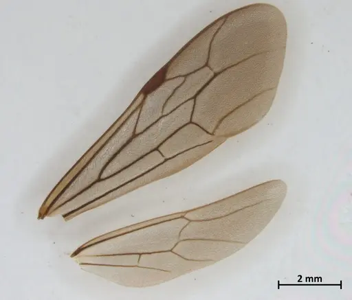 Neivamyrmex hetschkoi specimen DZUP549838 image dzup549838_4