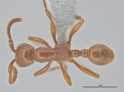 Neivamyrmex hetschkoi specimen ECOTROP02603 image ecotrop02603_1