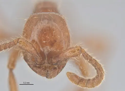 Neivamyrmex hetschkoi specimen ECOTROP02603 image ecotrop02603_2