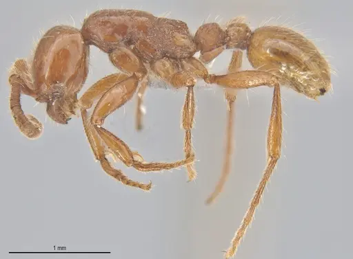 Neivamyrmex hetschkoi specimen ECOTROP02603 image ecotrop02603_3