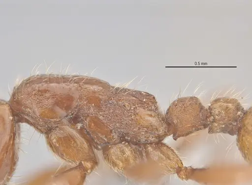 Neivamyrmex hetschkoi specimen ECOTROP02603 image ecotrop02603_4