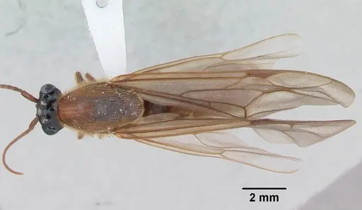 Neivamyrmex hopei specimen CASENT0173526 image casent0173526_1