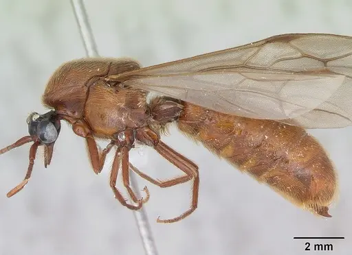 Neivamyrmex hopei specimen CASENT0173526 image casent0173526_3