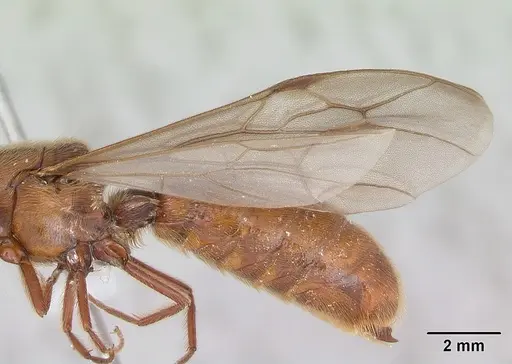 Neivamyrmex hopei specimen CASENT0173526 image casent0173526_4