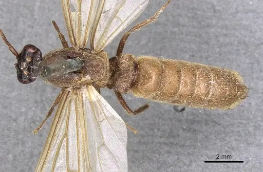 Neivamyrmex hopei specimen CASENT0901944 image casent0901944_1
