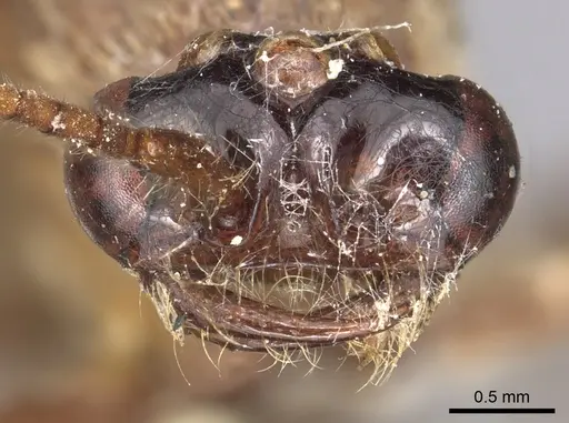 Neivamyrmex hopei specimen CASENT0901944 image casent0901944_2