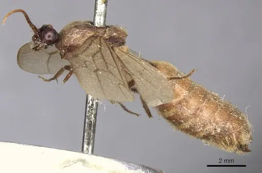 Neivamyrmex hopei specimen CASENT0901944 image casent0901944_3