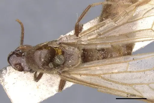 Neivamyrmex hopei specimen CASENT0902651 image casent0902651_1