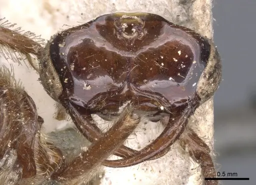 Neivamyrmex hopei specimen CASENT0902651 image casent0902651_2