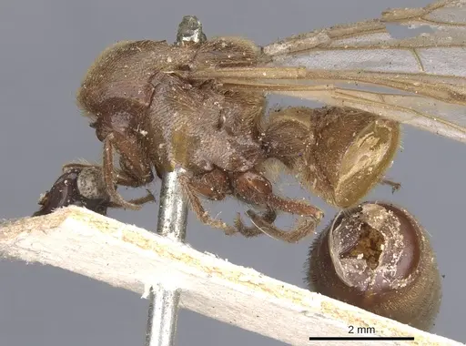 Neivamyrmex hopei specimen CASENT0902651 image casent0902651_3