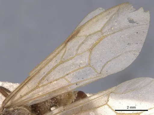 Neivamyrmex hopei specimen CASENT0902651 image casent0902651_4