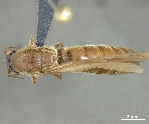 Neivamyrmex hopei specimen DZUP549831 image dzup549831_1