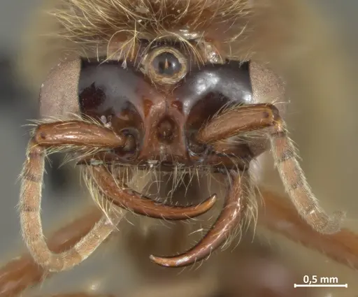 Neivamyrmex hopei specimen DZUP549831 image dzup549831_2
