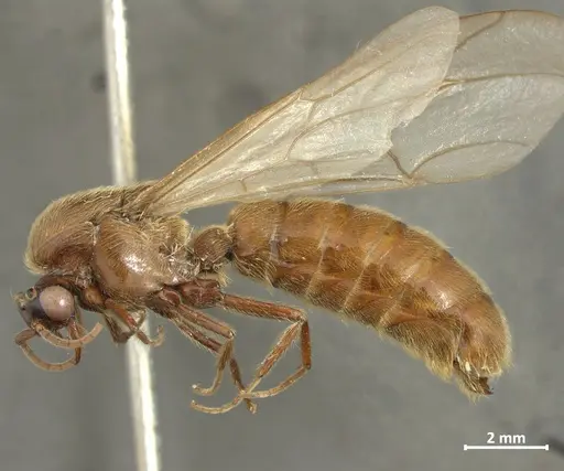 Neivamyrmex hopei specimen DZUP549831 image dzup549831_3