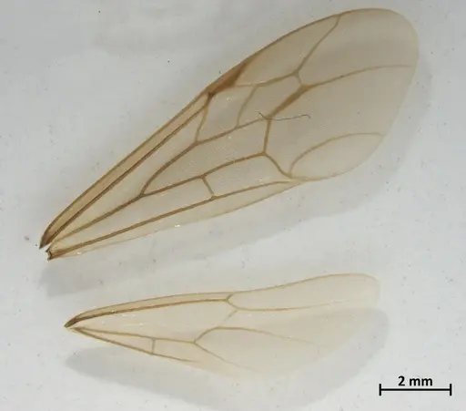 Neivamyrmex hopei specimen DZUP549831 image dzup549831_4