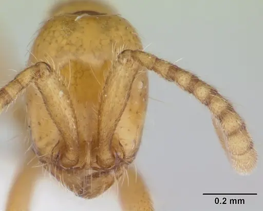 Neivamyrmex humilis specimen CASENT0178598 image casent0178598_2